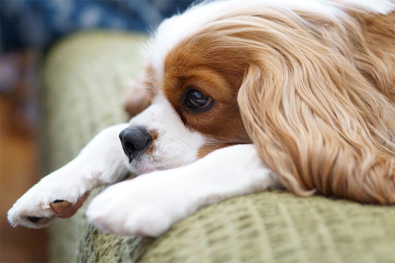 ソファーに伏せる犬